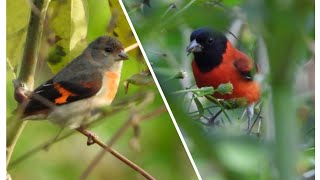 Burung Red Siskin Betina Memanggil Pejantan