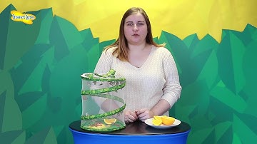 Insect Lore - Feeding Your Butterflies