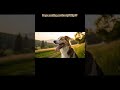Nature's own airconditioner #doglife #panting #wildlife #canine