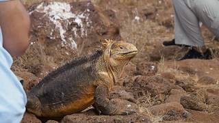 Big Iguana Walking