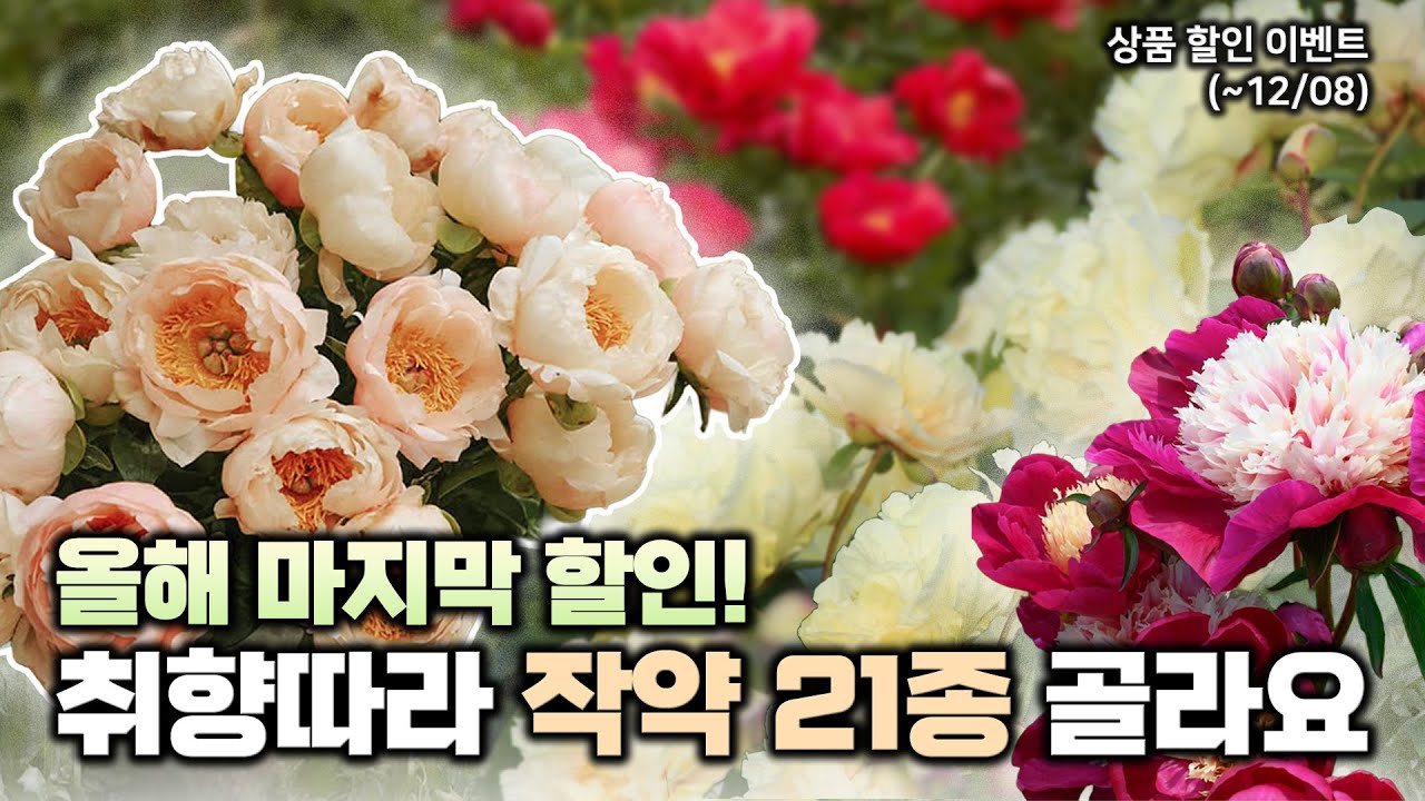 올해 마지막 할인🎁 작약이 무려 21종이나⁉️원하는 품종으로 데려가세요💛