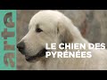 Le chien de montagne des pyrnes  invitation au voyage  arte