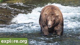 Meet Bear 856 - Bears of Brooks Falls