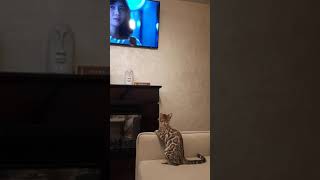 бенгальская кошка Акира редкого окраса сепия, смотрит телевизор