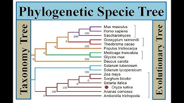 Phylogenetic Specie Tree #genomewidestudy