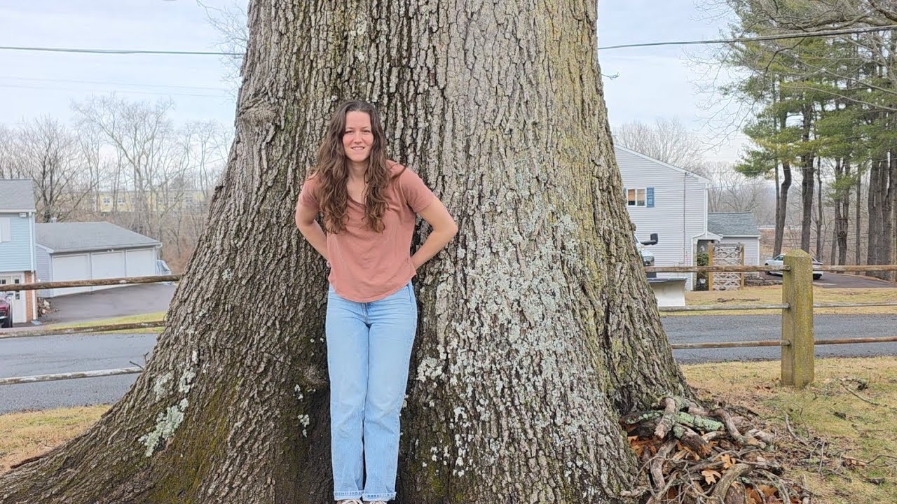 Сегодня я нашла так много больших деревьев!