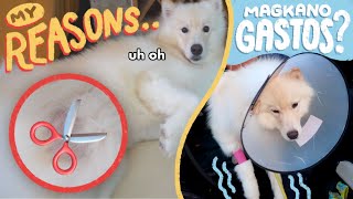 WALA NG BALLS SI MOCHI.. (NEUTER JOURNEY)