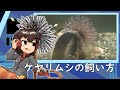 ケヤリムシの飼い方【アクアリウム】