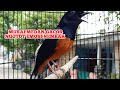 Burung Murai Balak Gacor Dirumah Kicau Pidong Mp3 - Mp4 Download