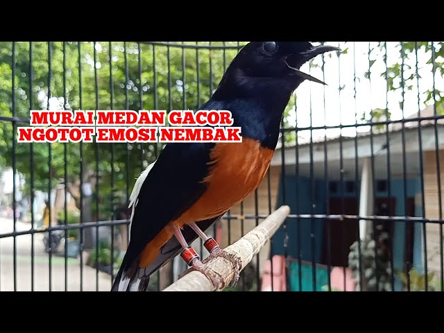 BURUNG MURAI BALAK 6 GACOR DIRUMAH || kicau pidong class=