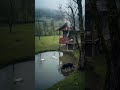 House In Forest #ytshorts #shorts #whatsappstatus #trending #viral #views #forest #dog #mountains