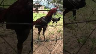 IMG 5560