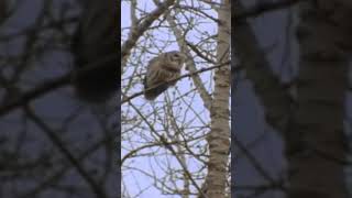 Amazing Owl Facts You Didn’t Know! 🦉 #Shorts #Wildlife #Nature