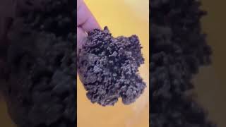 Download Lagu KORAAL TERKUAT! Coral Polip Bintang #hendrajit #ikanhias #reeftank #aquarium #ikanlout #coral MP3