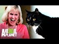 ¡Madre odia a los gatos de su hija! | Mi gato endemoniado | Animal Planet