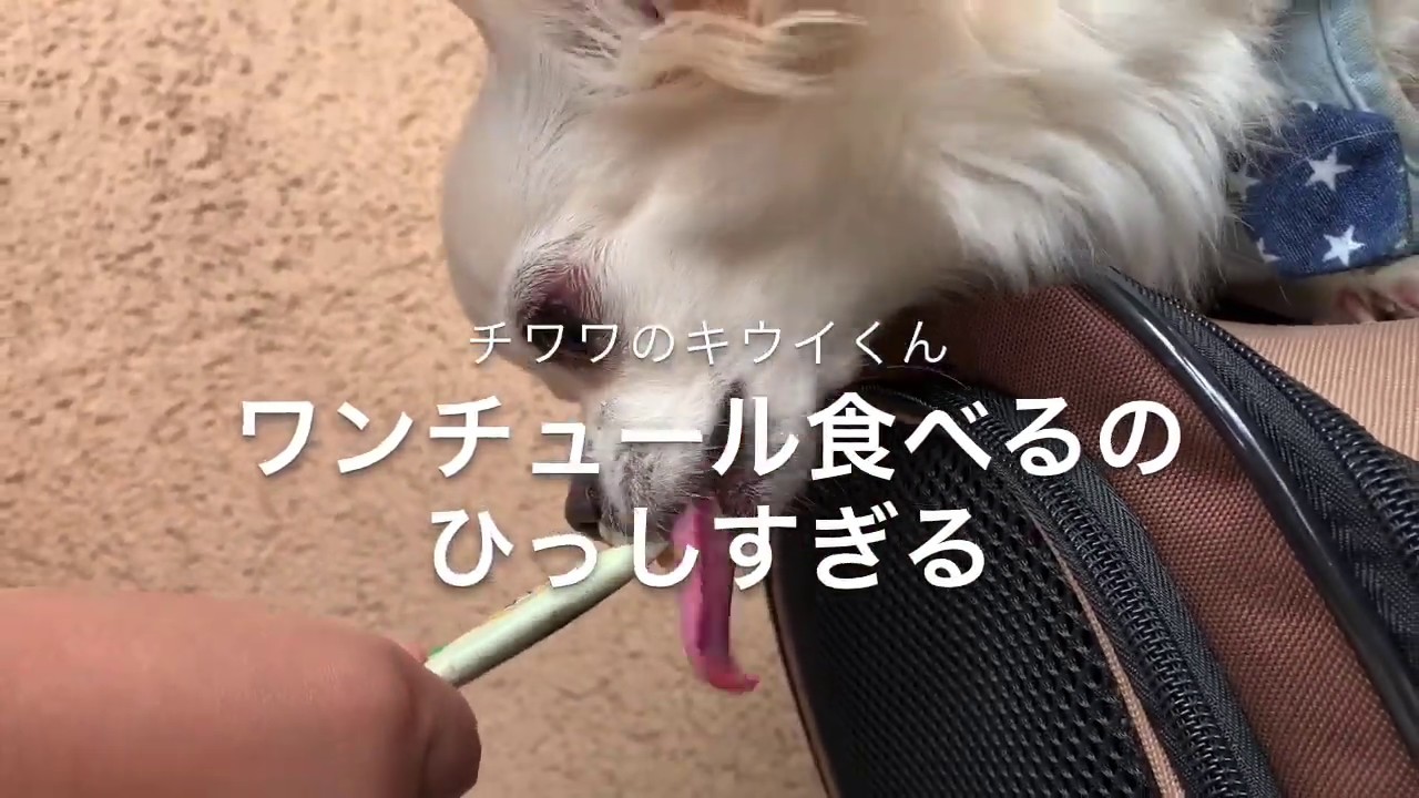ワンチュール食べるのに必死すぎる チワワ Youtube