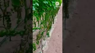 محصول طماطم شيرى من المزرعه ?? explore gardenflower nature plant food gardenplant