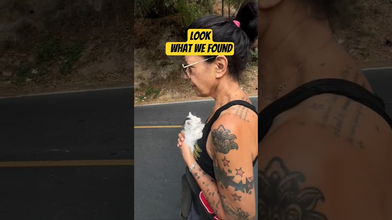 We found a 4 week old kitten on the side of the road #animalrescue #kittenrescue #helpinghands