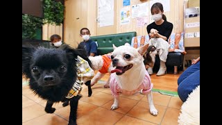 活写2021「幸せな一生　一緒に」保護犬カフェ