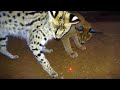 Which African BIG & Small Cats Play With Laser Light Toys? | Cheetah Leopard Lion Caracal Serval