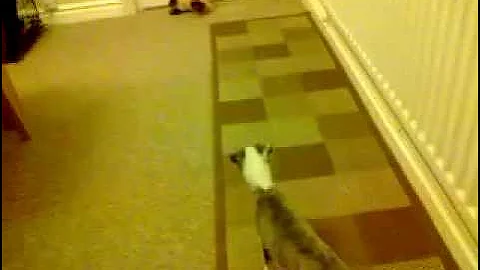 Cute Whippet Pup playing fetch