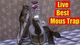 Mouse Trap In Botal | Mouse Trap Live | Catch a Mouse