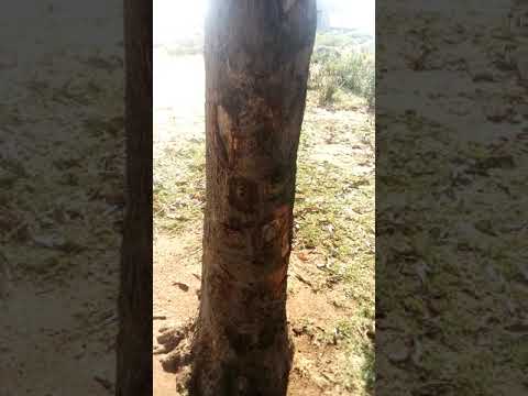 Mvuto Kumbakumba Mwembe Dodo Sheikh Igwee 0766233308