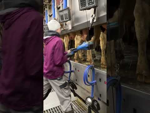 🐄✨ Hard Farm Life: Pretty Girls and Their 24/7 Endless Routine