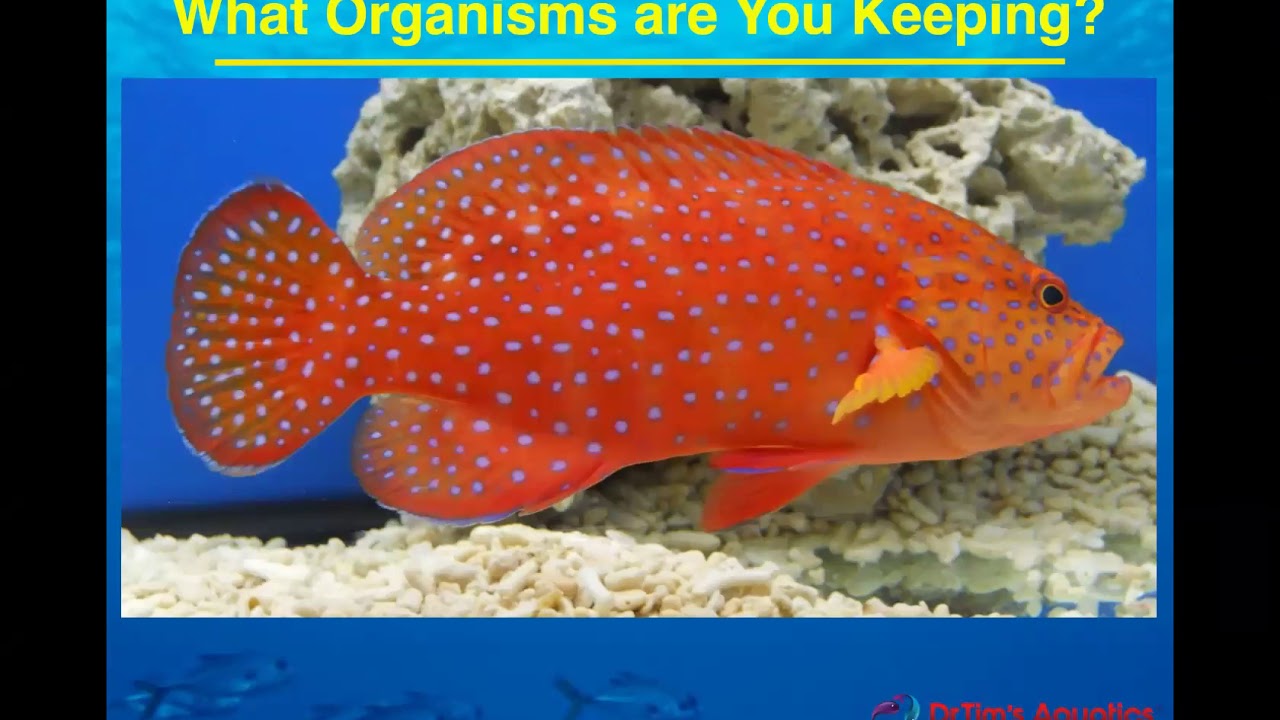 Tropical Fish Nutrition Basics