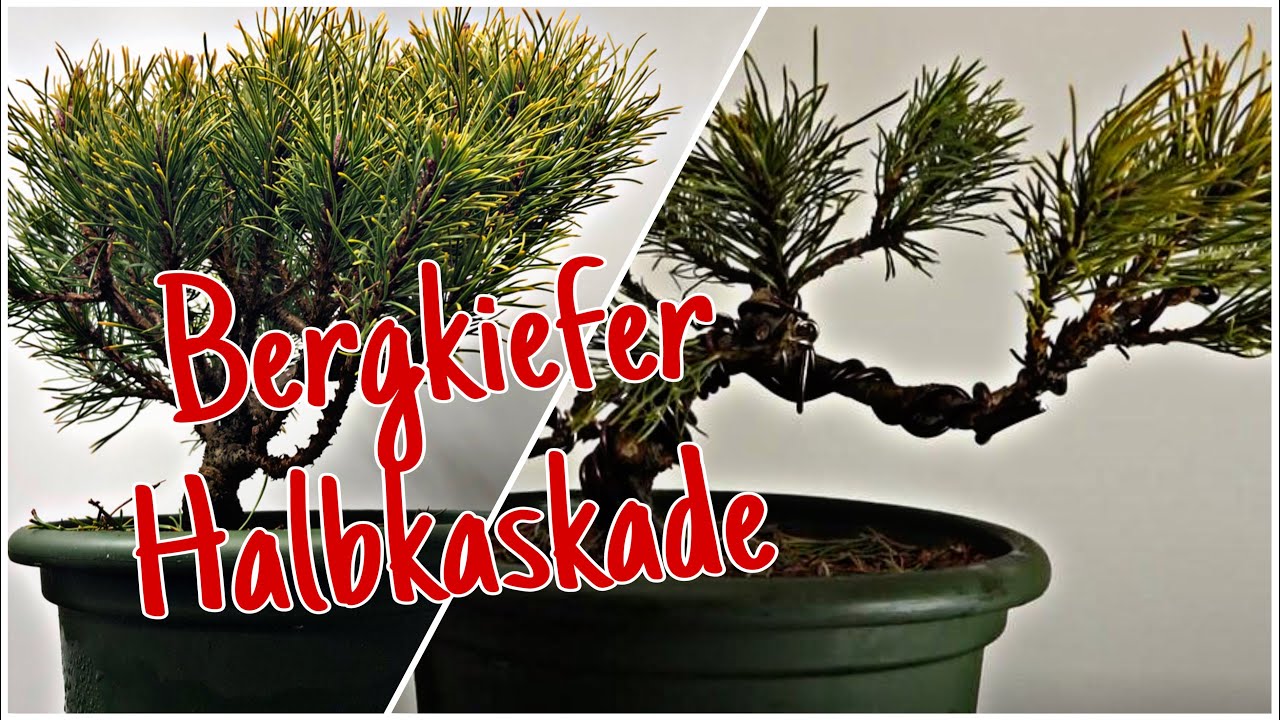 Bergkiefer 'Pinus mugo' -in Vorbereitung zur Halbkaskade Pre-Bonsai 2023/06