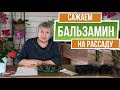 Посев бальзамина, проверенный метод. Грунт для бальзамина. Выращивание бальзамина из семян дома 🌺