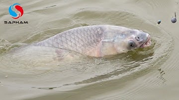 Câu Cá Mùa Đông - Săn trắm đen ngày trời lạnh miền Bắc