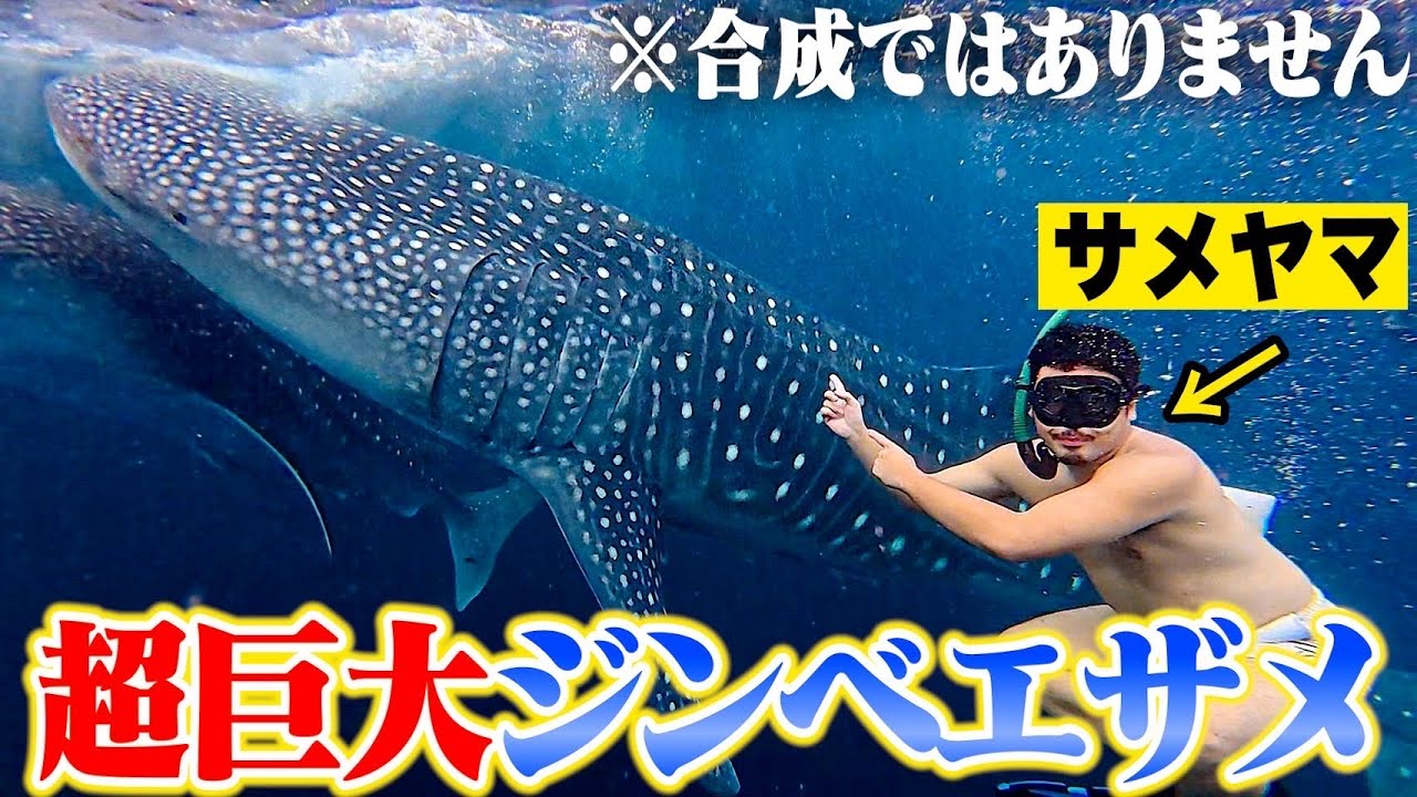 Super Danger] Find the gigantic whale shark!! I almost died
