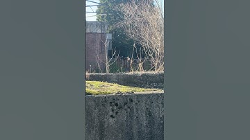 Mysterious Rhino Behavior at the Zoo on Europe Day”