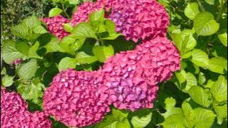 Morning Music For Pure Clean Positive Energy Vibration 🌞Music For Meditation, Stress Relief, Healing