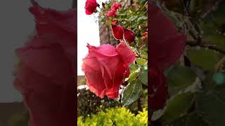 Rose (Live wallpaper)