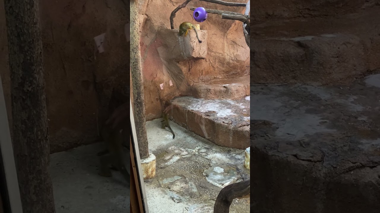 Lizard found its way into a monkey cage!