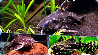 Сомик Агамикс Звёздчатый Содержание в аквариуме размножение и совместимость Агамиксиса