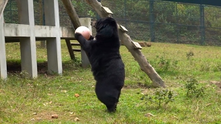 Cute moon bear playing with a pink ball