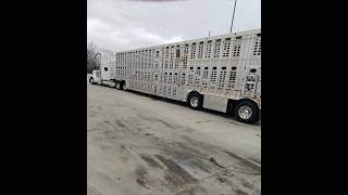 Loading cattle at the feedlot | A day trucking cows