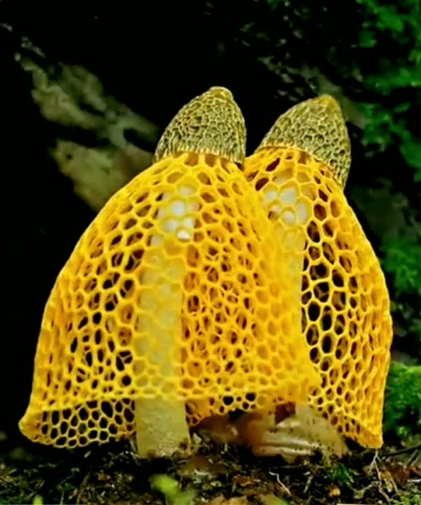 mushroom bloom slow motion || story wa 30 detik