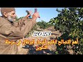 نصائح مهمة عن تقليم أشجار البرتقال في منطقة الغرب بالمغرب Important Tips For Pruning Orange Trees 
