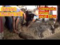 injured fishing cat #srilanka | හදුන් දිවියා