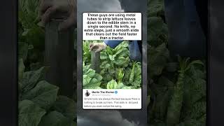 SATISFYING LETTUCE TRIMMING METHOD
