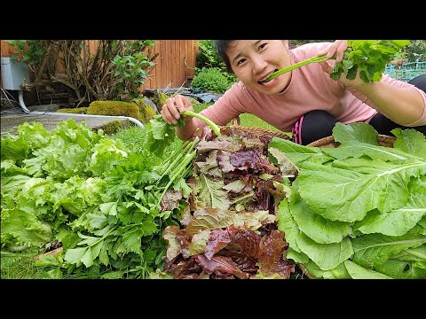 Video Thu hoạch và ăn cần tây, xà lách đỏ,xà lách cuộn giòn,... - youtube
