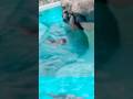 アザラシの声が野獣先輩すぎる件wwwww#memes #zoo