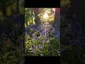Bluebells don’t ask permission to grow. Regular as clockwork, these bells chime and arrive anyway.