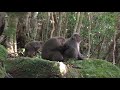 Japanese Monkeys Romance Time!