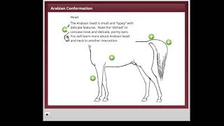 Learner Interaction:  The Noble Breed