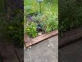 Salvia, nemesia, calendula, lavender, and willow #garden #gardening #gardenideas